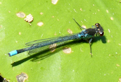 Red-eyed Damselfly