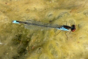 Small Red-eyed Damselfly