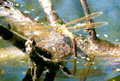 Brown Hawker