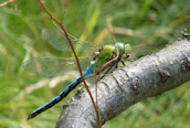 Anax imperator