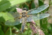 Libellula quadrimaculata