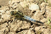 Black-tailed Skimmer