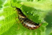 Earwig