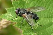 a Tachinid Fly