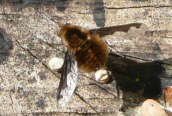 Bombylius sp.