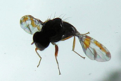 Ceratitis capitata