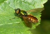 Chloromyia formosa