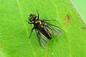 Chrysotus sp.