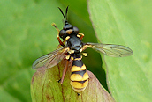 Conops quadrifasciatus