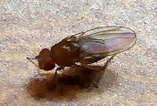 WILDLIFE/insects/fly_Drosophila_sp_250601.htm