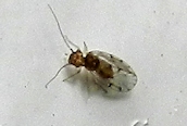 Ectopsocus petersi ?