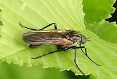 Empis tessellata