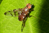 Geomyza tripunctata