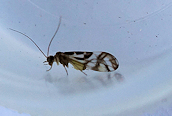 Graphopsocus cruciatus