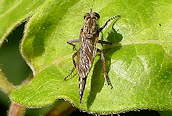 Machimus cingulatus