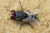 a flesh fly