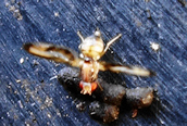 Palloptera muliebris