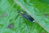 Poecilobothrus nobilitatus