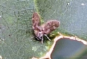 Psychodidae Family