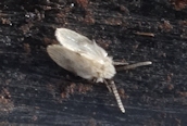 Psychodidae Family