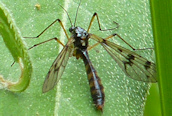 Ptychoptera contaminata