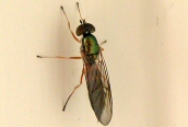 Sargus bipunctatus