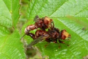 Sicus ferrugineus