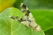 Tephritis (bardanae ?)