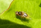Thaumatomyia notata ?