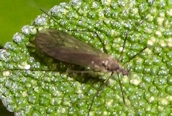 Trichocera sp.