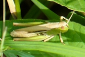 Chorthippus albomarginatus