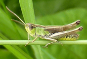 Omocestus viridulus