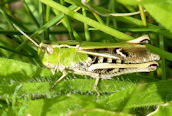 Stripe-winged Grasshopper