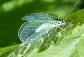 Chrysopa perla ?