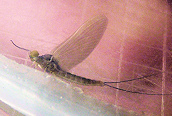 Baetis sp. ?