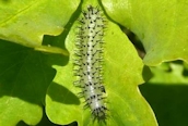 Periclista lineolata ?