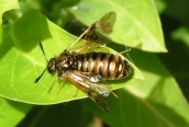 Zaraea lonicerae
