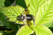 Abia fasciata