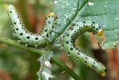Arge orchropus