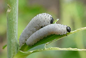 Solomon's Seal Sawfly