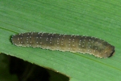 Iris Sawfly larva