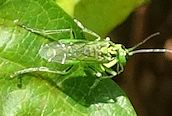 Rhogogaster chlorosoma