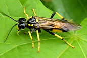 Tenthredopsis (maculata)