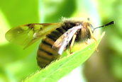 Honeysuckle Sawfly