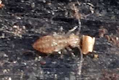 Cerobasis guestfalica
