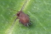Dicyrtomina fuca