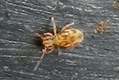 Dicyrtomina sp. ?