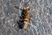 Orchesella cincta