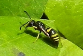 Ancistrocerus trifasciatus