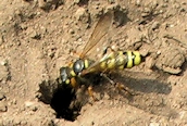 Cerceris arenaria